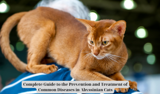 Complete Guide to the Prevention and Treatment of Common Diseases in Abyssinian Cats