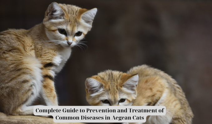 Complete Guide to Prevention and Treatment of Common Diseases in Aegean Cats