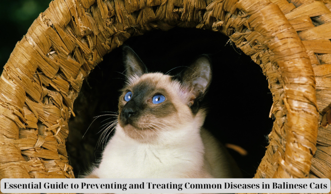 Essential Guide to Preventing and Treating Common Diseases in Balinese Cats