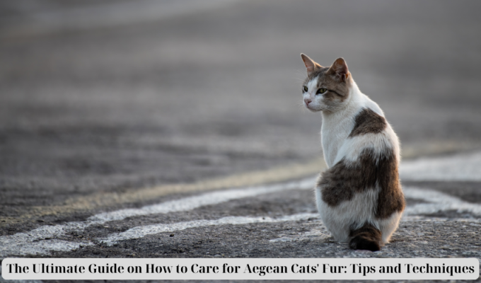 The Ultimate Guide on How to Care for Aegean Cats' Fur: Tips and Techniques