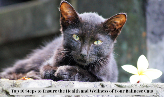 Top 10 Steps to Ensure the Health and Wellness of Your Balinese Cats