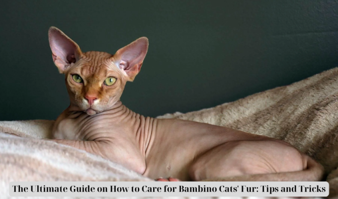 The Ultimate Guide on How to Care for Bambino Cats' Fur: Tips and Tricks