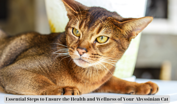 Essential Steps to Ensure the Health and Wellness of Your Abyssinian Cat