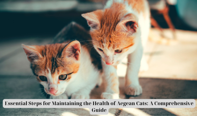 Essential Steps for Maintaining the Health of Aegean Cats: A Comprehensive Guide