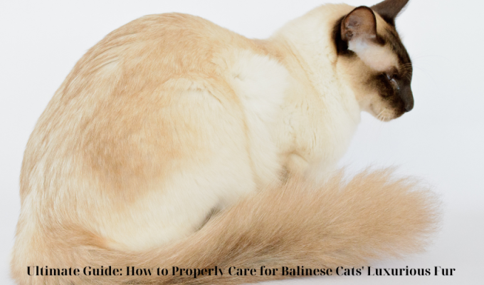 Ultimate Guide: How to Properly Care for Balinese Cats' Luxurious Fur