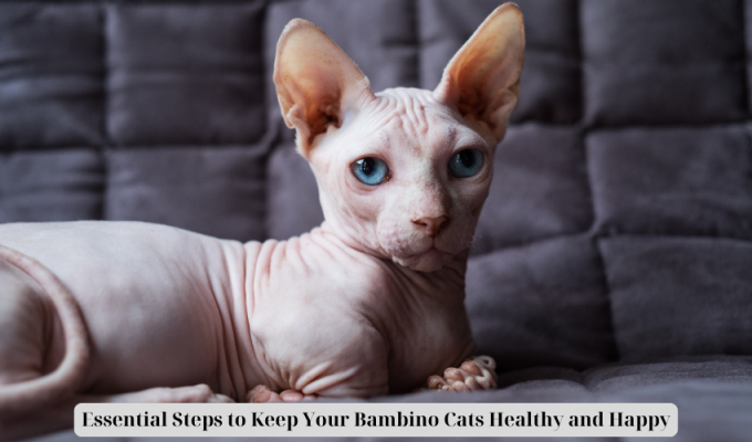 Essential Steps to Keep Your Bambino Cats Healthy and Happy