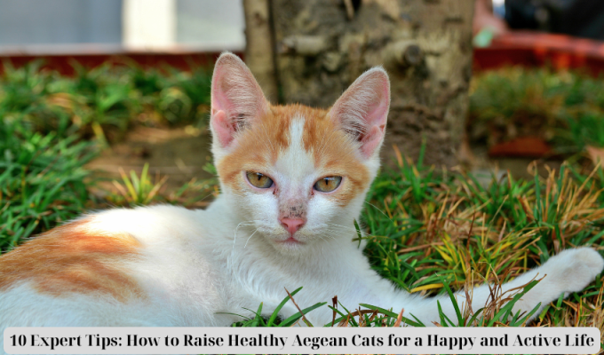 10 Expert Tips: How to Raise Healthy Aegean Cats for a Happy and Active Life