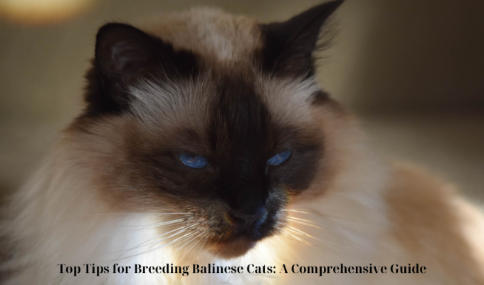 Top Tips for Breeding Balinese Cats: A Comprehensive Guide