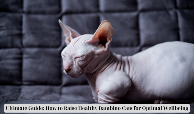 Ultimate Guide: How to Raise Healthy Bambino Cats for Optimal Wellbeing