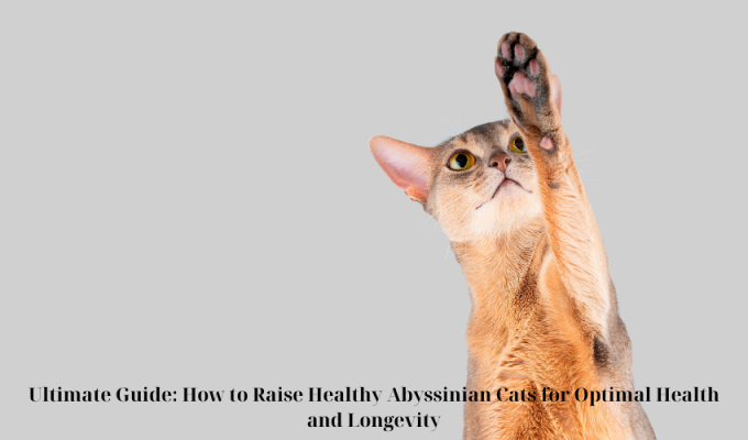 Ultimate Guide: How to Raise Healthy Abyssinian Cats for Optimal Health and Longevity