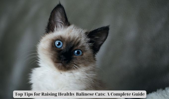 Top Tips for Raising Healthy Balinese Cats: A Complete Guide