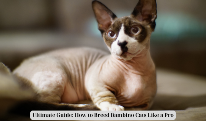 Ultimate Guide: How to Breed Bambino Cats Like a Pro