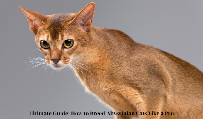 Ultimate Guide: How to Breed Abyssinian Cats Like a Pro