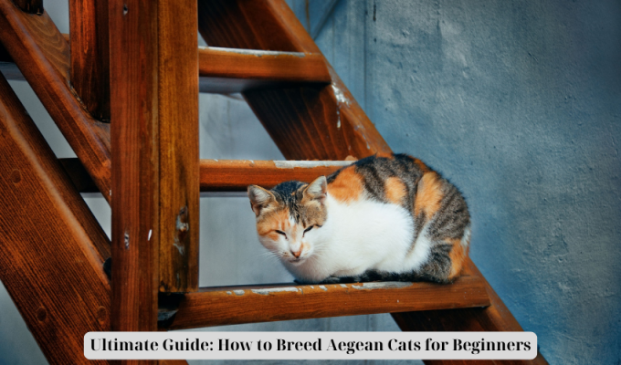 Ultimate Guide: How to Breed Aegean Cats for Beginners