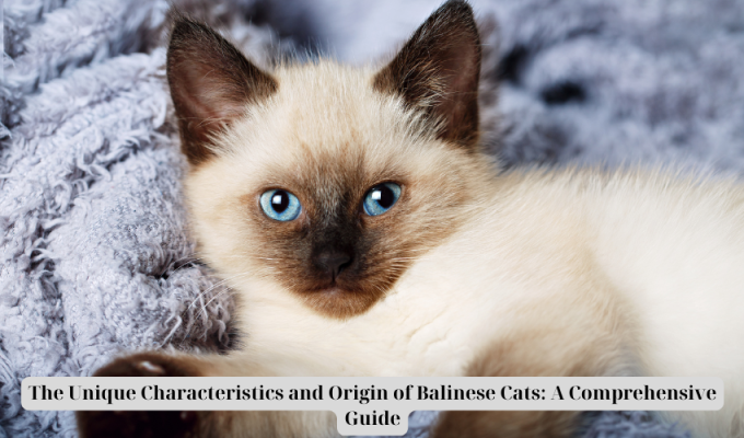 The Unique Characteristics and Origin of Balinese Cats: A Comprehensive Guide