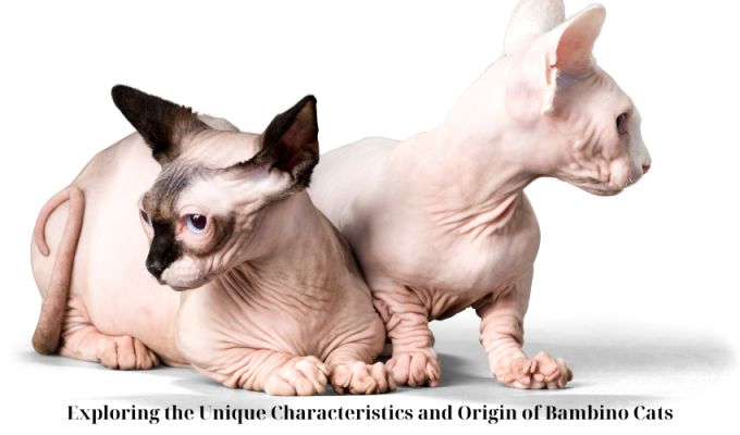 Exploring the Unique Characteristics and Origin of Bambino Cats