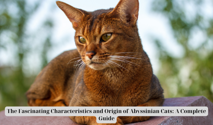 The Fascinating Characteristics and Origin of Abyssinian Cats: A Complete Guide