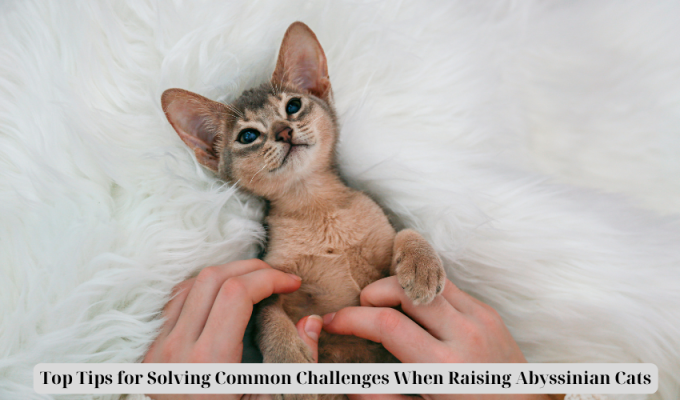 Top Tips for Solving Common Challenges When Raising Abyssinian Cats