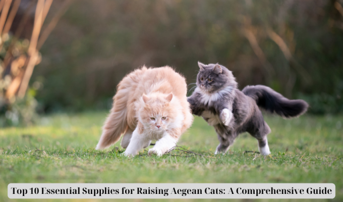 Top 10 Essential Supplies for Raising Aegean Cats: A Comprehensive Guide