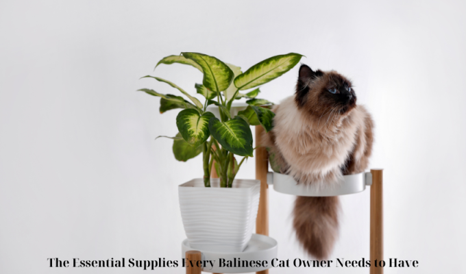 The Essential Supplies Every Balinese Cat Owner Needs to Have