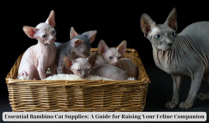 Essential Bambino Cat Supplies: A Guide for Raising Your Feline Companion