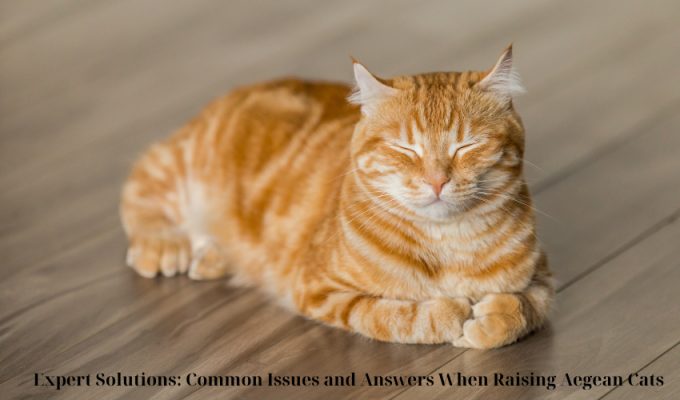 Expert Solutions: Common Issues and Answers When Raising Aegean Cats