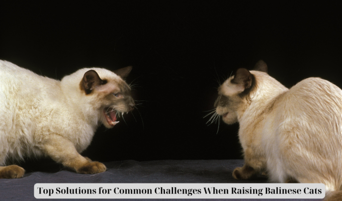 Top Solutions for Common Challenges When Raising Balinese Cats