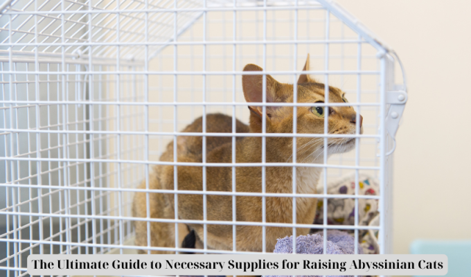 The Ultimate Guide to Necessary Supplies for Raising Abyssinian Cats