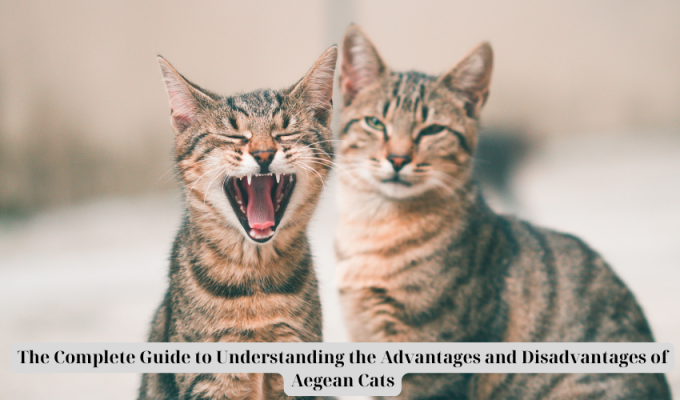 The Complete Guide to Understanding the Advantages and Disadvantages of Aegean Cats