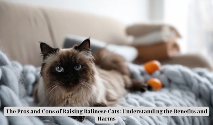 The Pros and Cons of Raising Balinese Cats: Understanding the Benefits and Harms