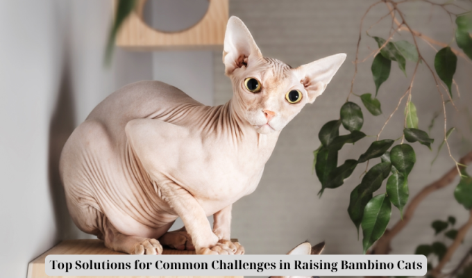 Top Solutions for Common Challenges in Raising Bambino Cats