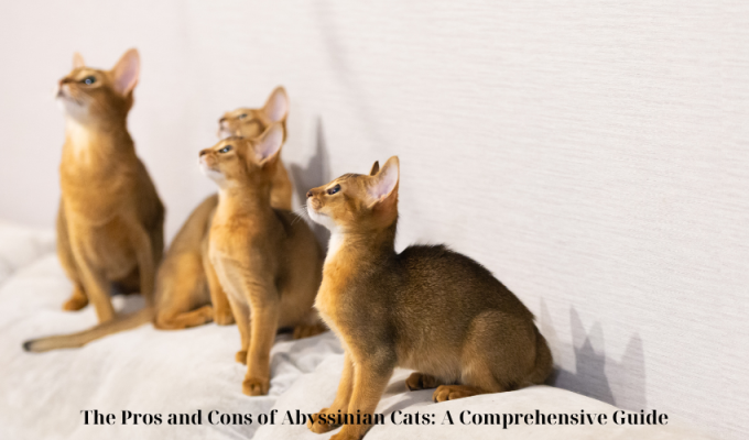 The Pros and Cons of Abyssinian Cats: A Comprehensive Guide