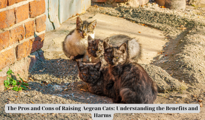 The Pros and Cons of Raising Aegean Cats: Understanding the Benefits and Harms