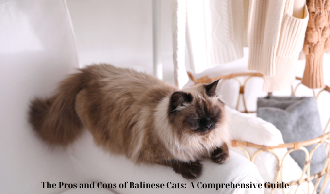 The Pros and Cons of Balinese Cats: A Comprehensive Guide