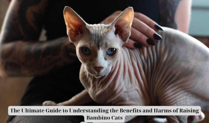 The Ultimate Guide to Understanding the Benefits and Harms of Raising Bambino Cats