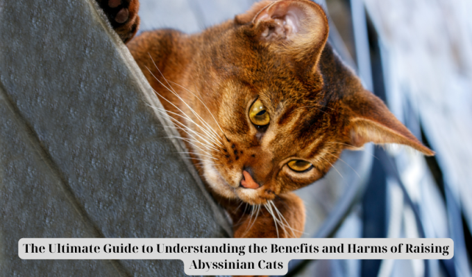 The Ultimate Guide to Understanding the Benefits and Harms of Raising Abyssinian Cats