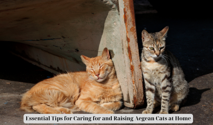 Essential Tips for Caring for and Raising Aegean Cats at Home