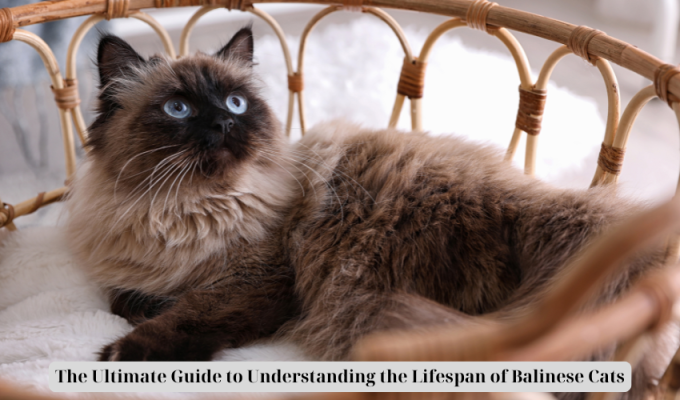 The Ultimate Guide to Understanding the Lifespan of Balinese Cats