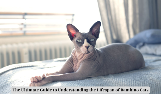 The Ultimate Guide to Understanding the Lifespan of Bambino Cats