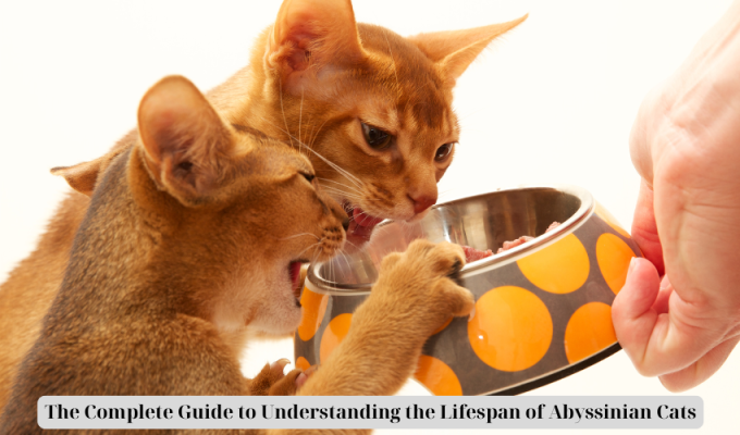 The Complete Guide to Understanding the Lifespan of Abyssinian Cats