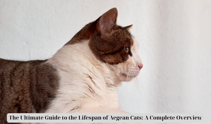 The Ultimate Guide to the Lifespan of Aegean Cats: A Complete Overview