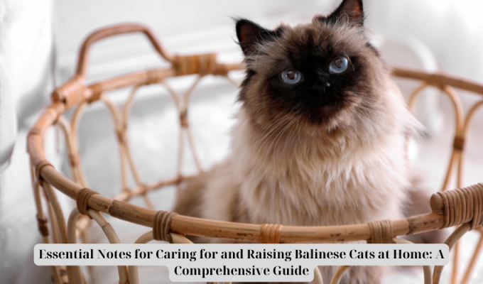 Essential Notes for Caring for and Raising Balinese Cats at Home: A Comprehensive Guide