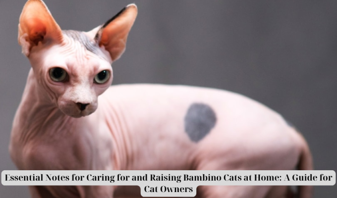 Essential Notes for Caring for and Raising Bambino Cats at Home: A Guide for Cat Owners