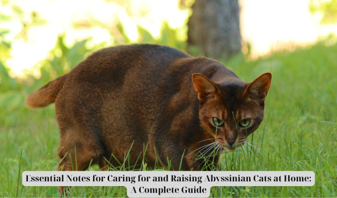 Essential Notes for Caring for and Raising Abyssinian Cats at Home: A Complete Guide