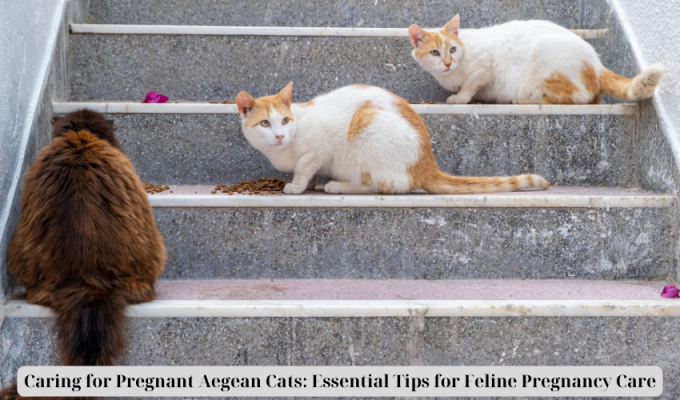 Caring for Pregnant Aegean Cats: Essential Tips for Feline Pregnancy Care