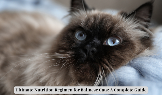 Ultimate Nutrition Regimen for Balinese Cats: A Complete Guide