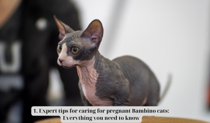 1. Expert tips for caring for pregnant Bambino cats: Everything you need to know