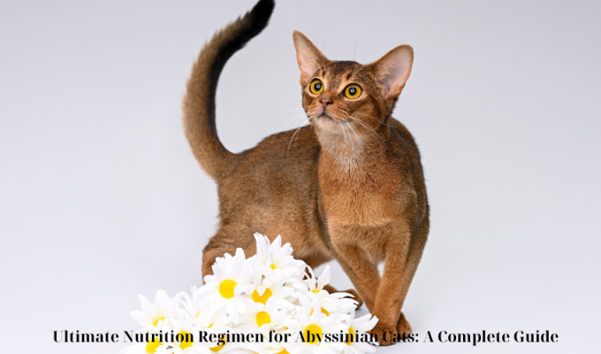 Ultimate Nutrition Regimen for Abyssinian Cats: A Complete Guide