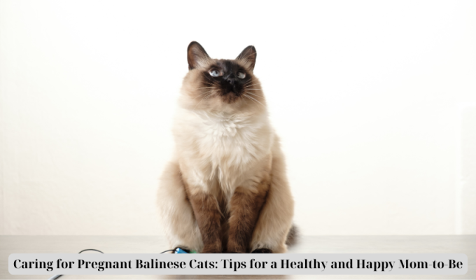 Caring for Pregnant Balinese Cats: Tips for a Healthy and Happy Mom-to-Be