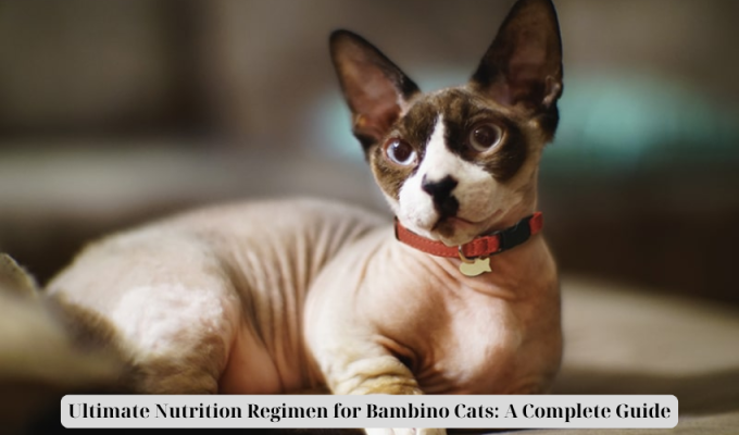 Ultimate Nutrition Regimen for Bambino Cats: A Complete Guide